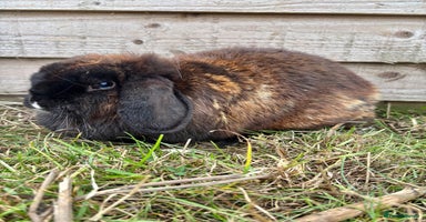 Mini Lop rabbits - Advert 10