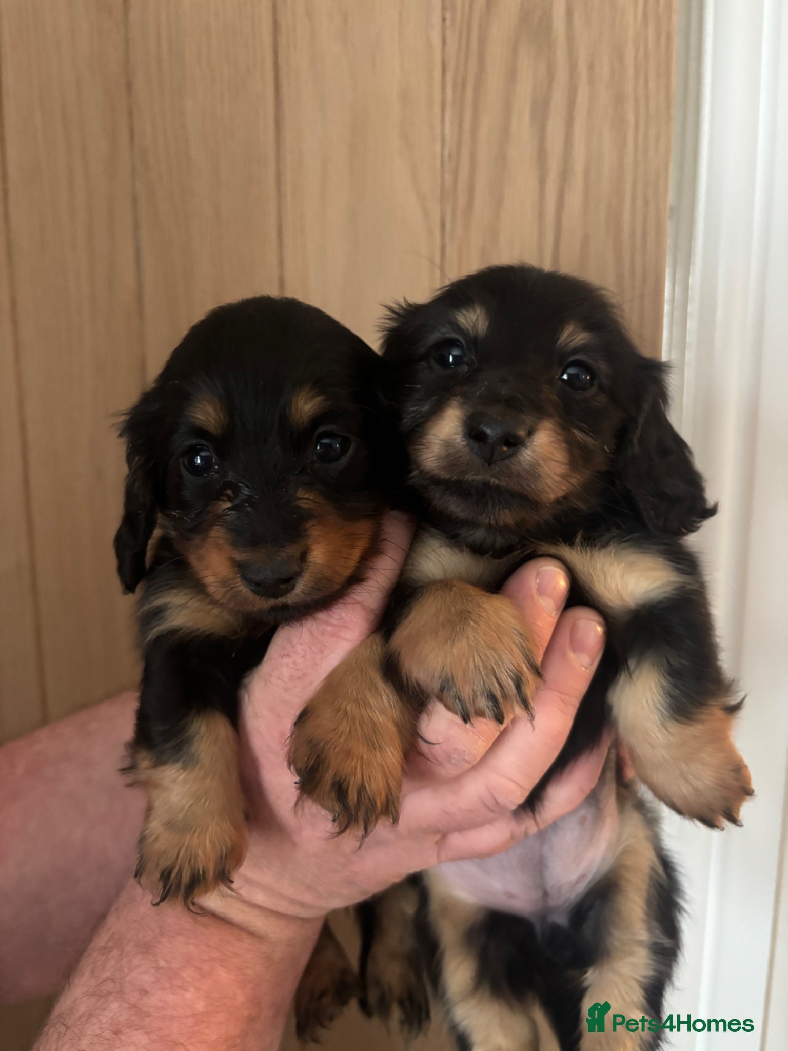 Miniature Dachshund dogs Beautiful longhaired Mini dachshunds  - Advert 1