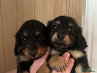 Miniature Dachshund dogs Beautiful longhaired Mini dachshunds - Advert 1