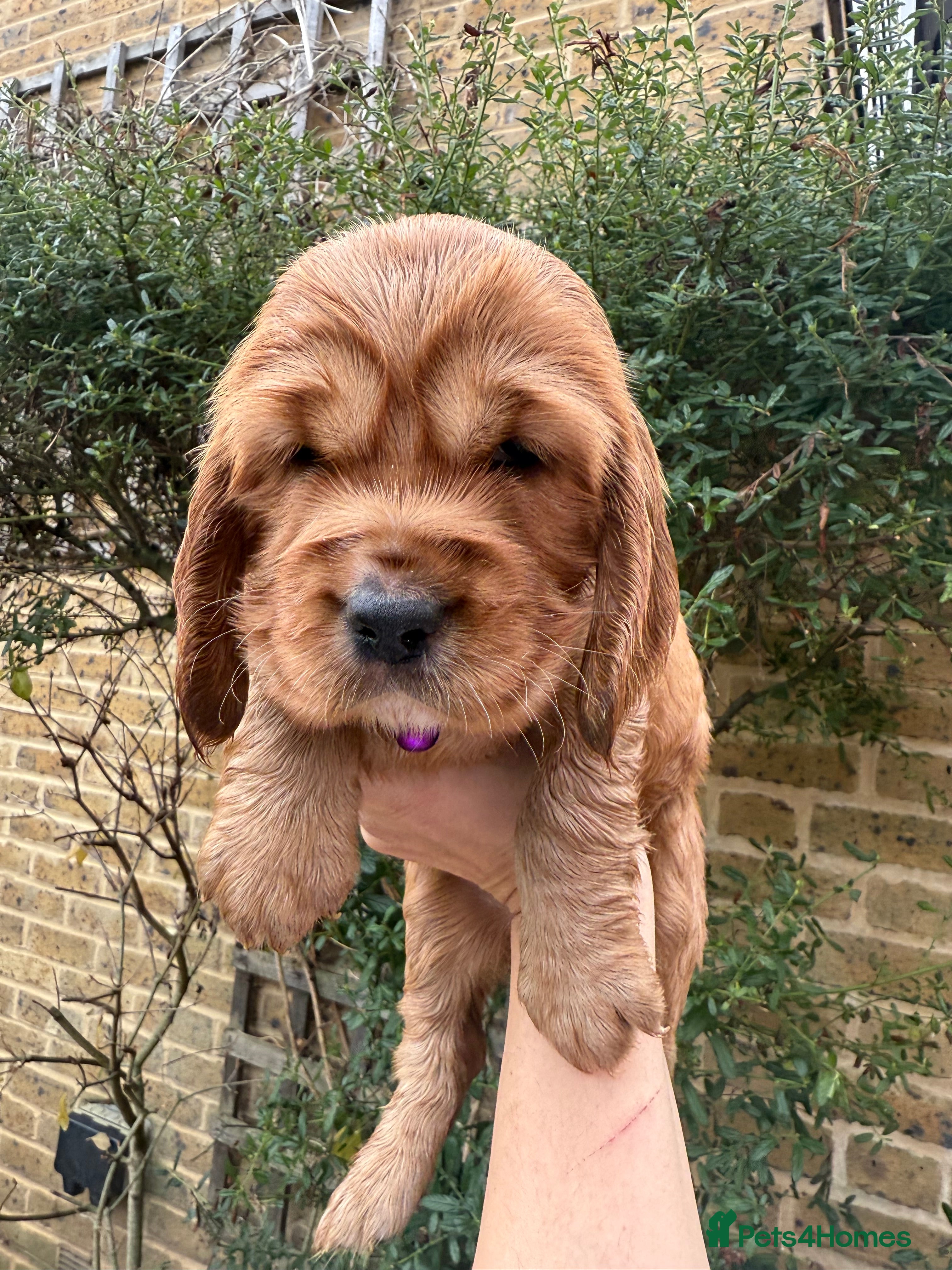 Cocker Spaniel dogs Beautiful Gold English cocker spaniels  - Advert 17