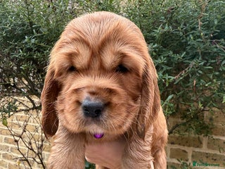 Cocker Spaniel dogs Beautiful Gold English cocker spaniels - Advert 1
