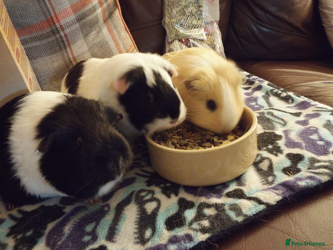 Guinea Pig rodents for sale: Rescue space for Guinea pigs available - Image 2