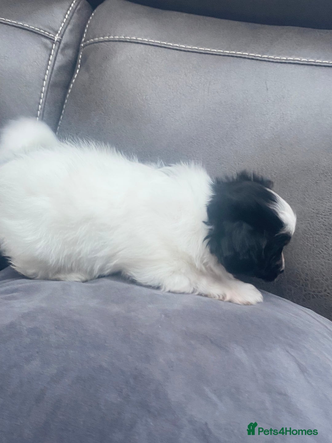 Papillon dogs for sale: Beautiful papillon girls - Advert 10