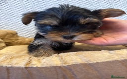 Yorkshire Terrier dogs for sale: Stunning Yorkshire Terrier puppies for sale  - Image 7