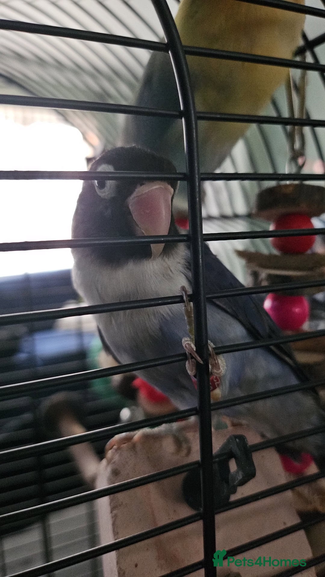 Lovebirds birds for sale: 2 bonded female lovebirds to be taken together.  - Advert 7