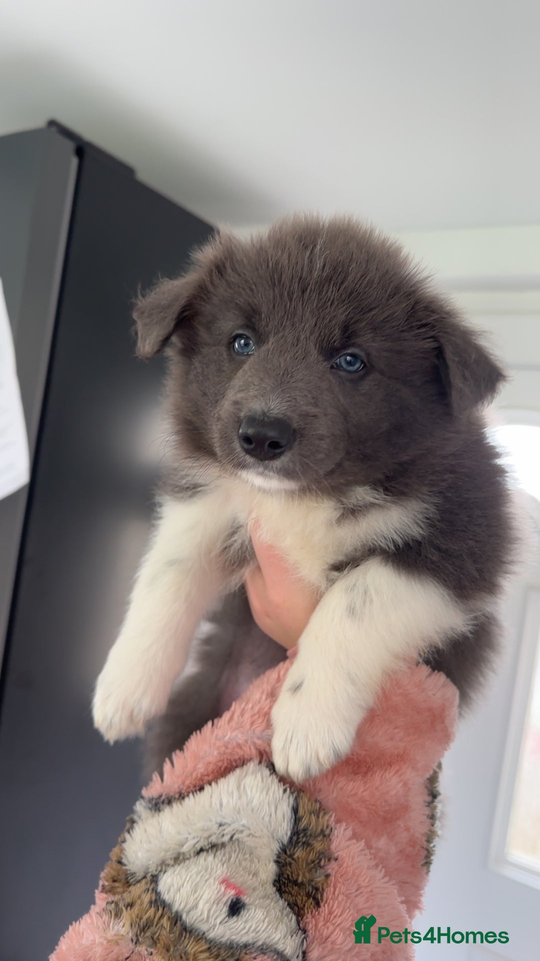 Border Collie dogs for sale: Blue border collies - Image 3