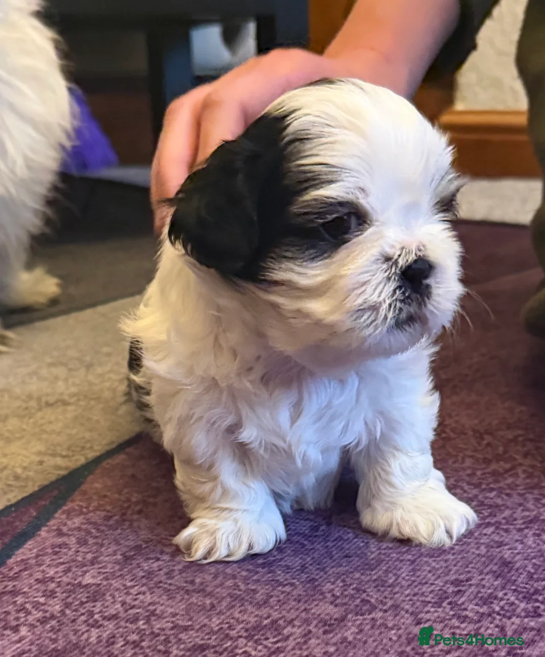 Shih Tzu dogs for sale: Beautiful Shih Tzu’s - STUNNING pure breds - Advert 5