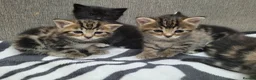 Mixed Breed cats for sale: Adorable Tabby Kittens Looking for Forever Homes - Advert 21
