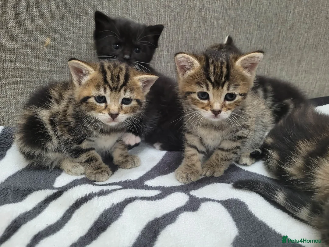 Mixed Breed cats for sale: Adorable Tabby Kittens Looking for Forever Homes - Advert 21