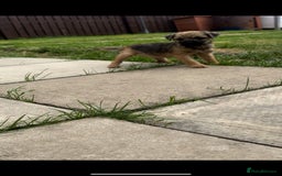 Border Terrier dogs for sale: Border Terrier Pups ready to go vet checked  in Bradford - Image 10