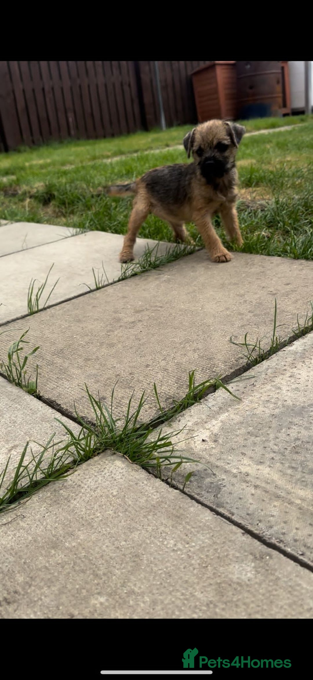 Border Terrier dogs for sale: Border Terrier Pups ready to go vet checked  in Bradford - Image 10