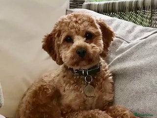 Cavapoo dogs in Leeds - Advert 1