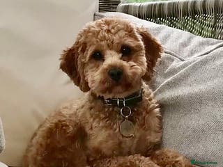 Cavapoo dogs Proven stunning Cavapoo available for stud in Leeds - Advert 7