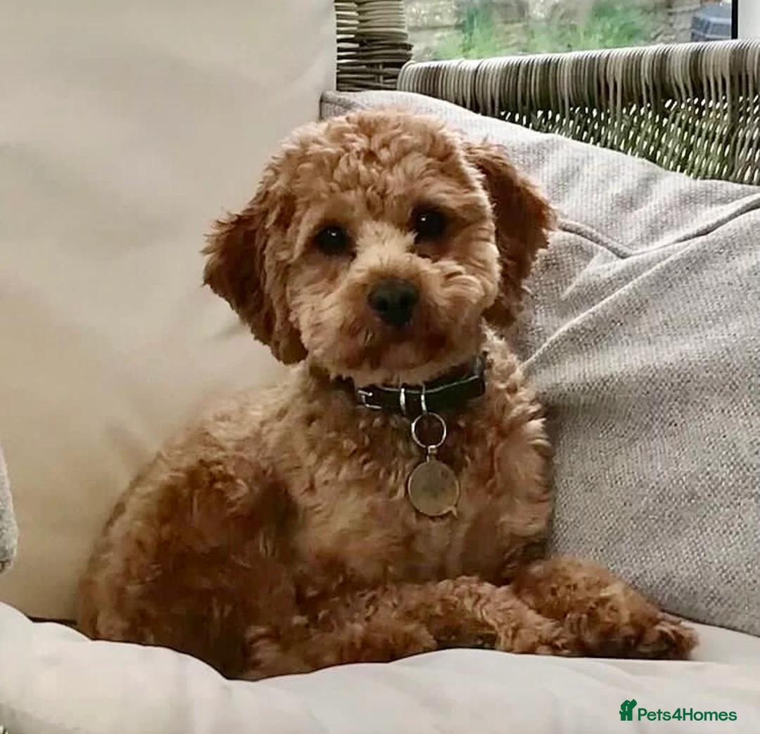 Cavapoo dogs for stud: Proven stunning Cavapoo available for stud  in Leeds - Advert 1