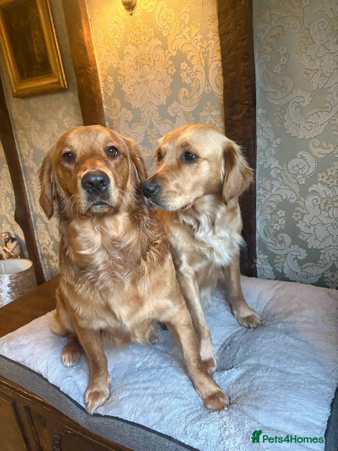 Golden Retriever dogs for sale: Champion lined KC REG GOLDEN RETRIEVER puppies - Advert 6