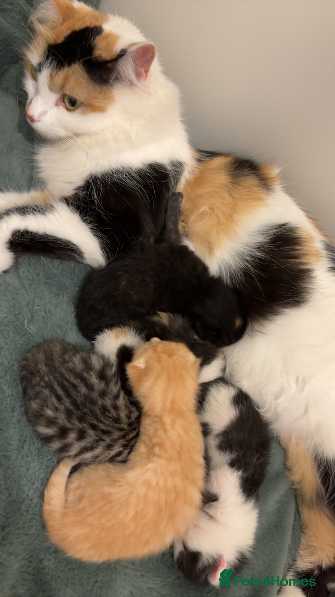 Mixed Breed cats for sale: 5 beautiful kittens - Image 6