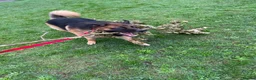 Mixed Breed dogs for sale: 2 year old mixed breed - Advert 10