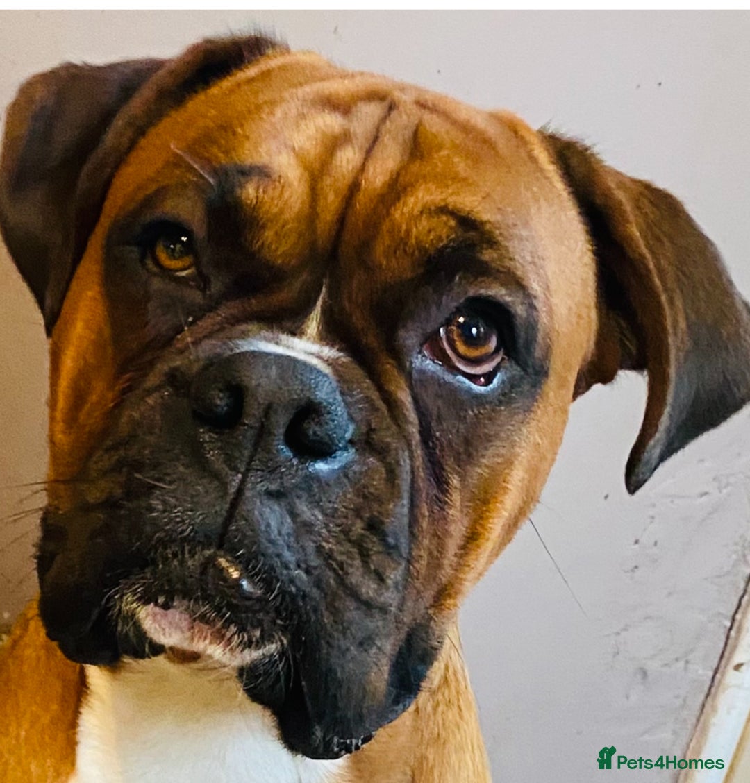 Mixed Breed dogs for sale: 🤩 mum kc boxer dad mini boxer 5 pups rare 🤩 - Advert 23
