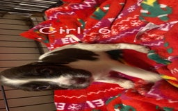 English Springer Spaniel dogs for sale: Beautiful litter of 11 springer spaniel puppies  - Advert 17