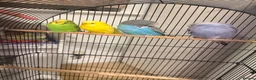 Budgerigars birds for sale: Budgerigars  in Ashford - Advert 2