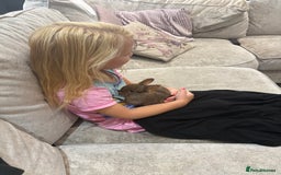 Netherland Dwarf rabbits for sale: Baby Netherlands dwarf/dwarf lion heads - Image 6