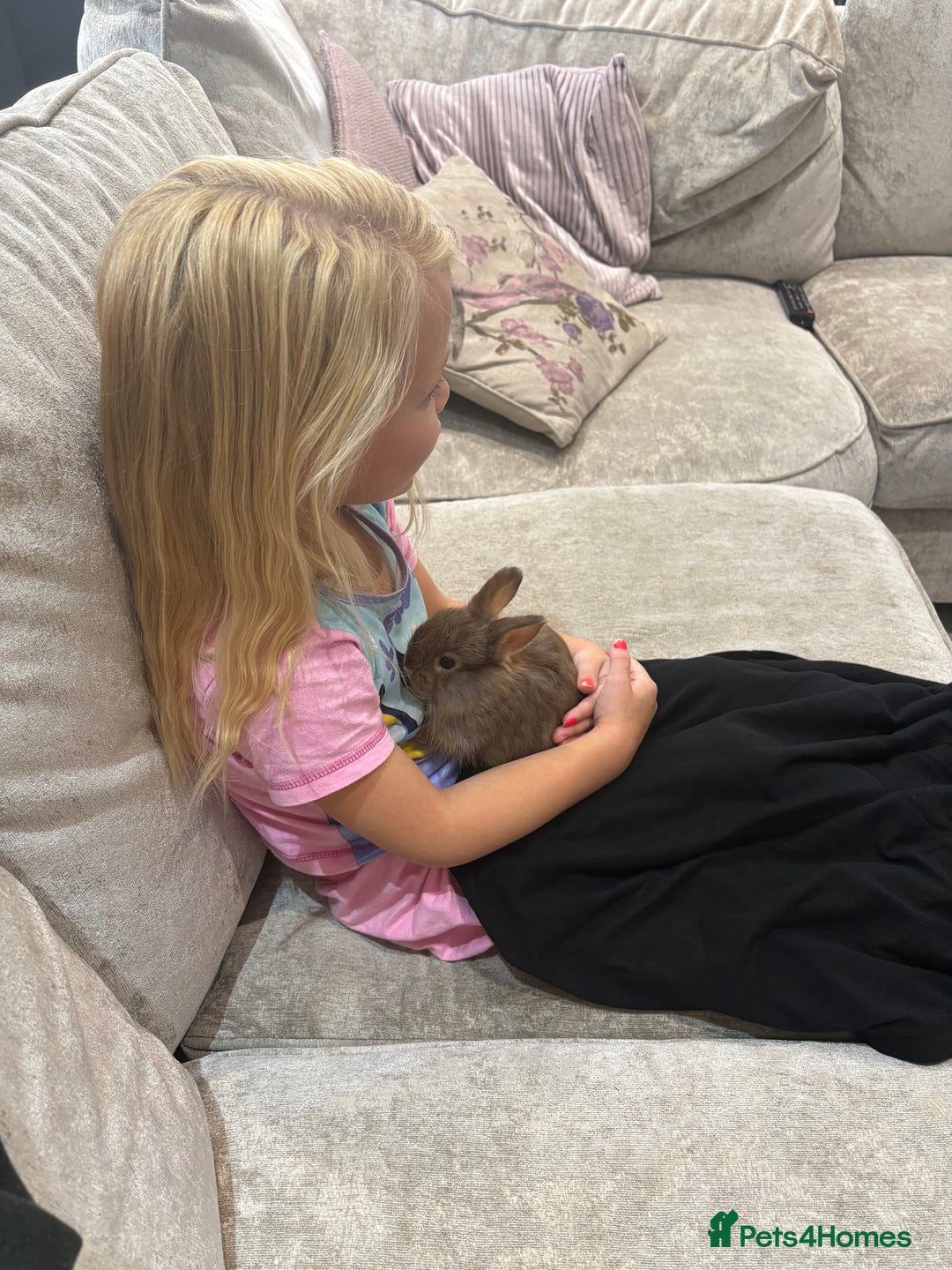 Netherland Dwarf rabbits for sale: Baby Netherlands dwarf/dwarf lion heads - Image 6
