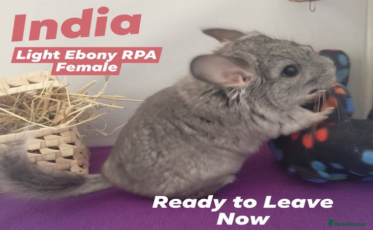 Chinchilla rodents - Advert 1
