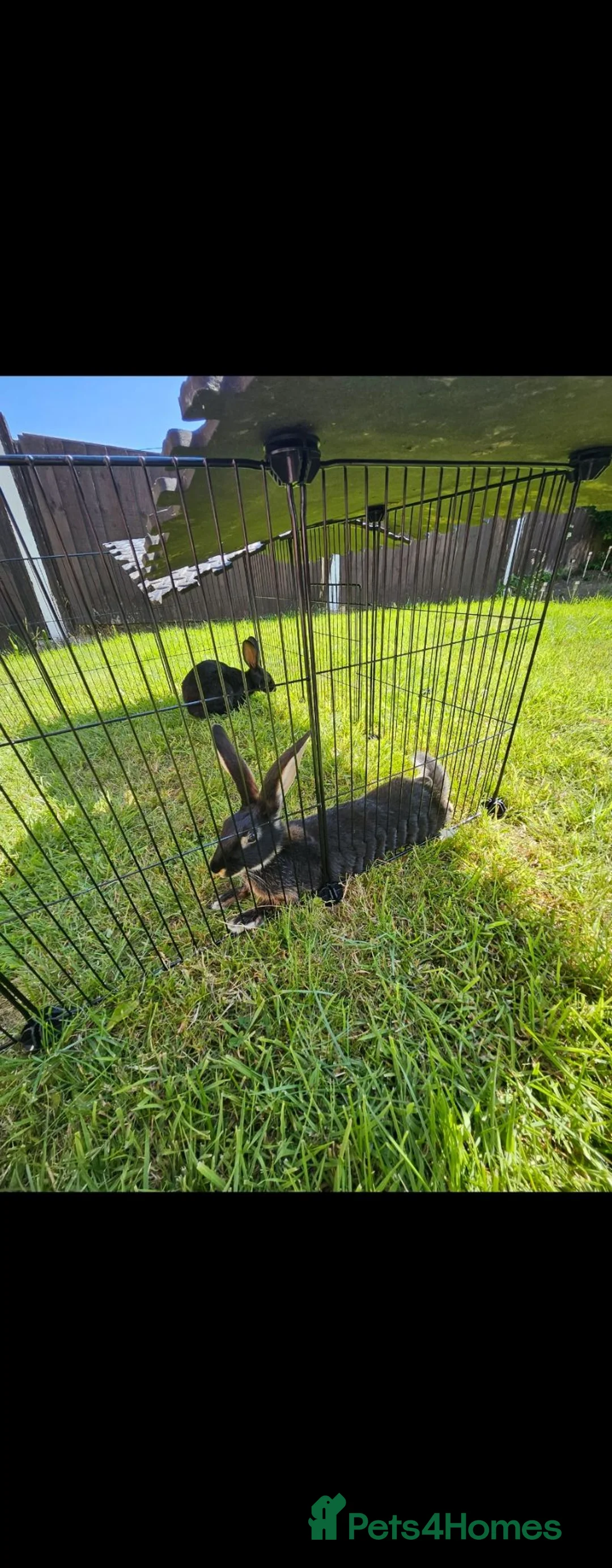 Mixed Breed rabbits for sale: Gorgeous rabbit in Stoke-on-Trent - Advert 2