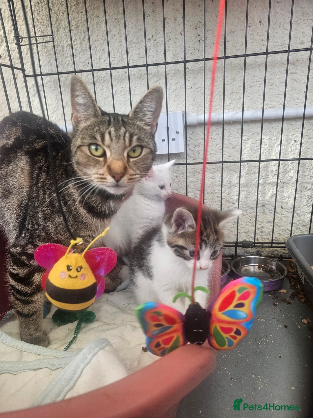 Mixed Breed cats for sale: Kittens  - Image 6