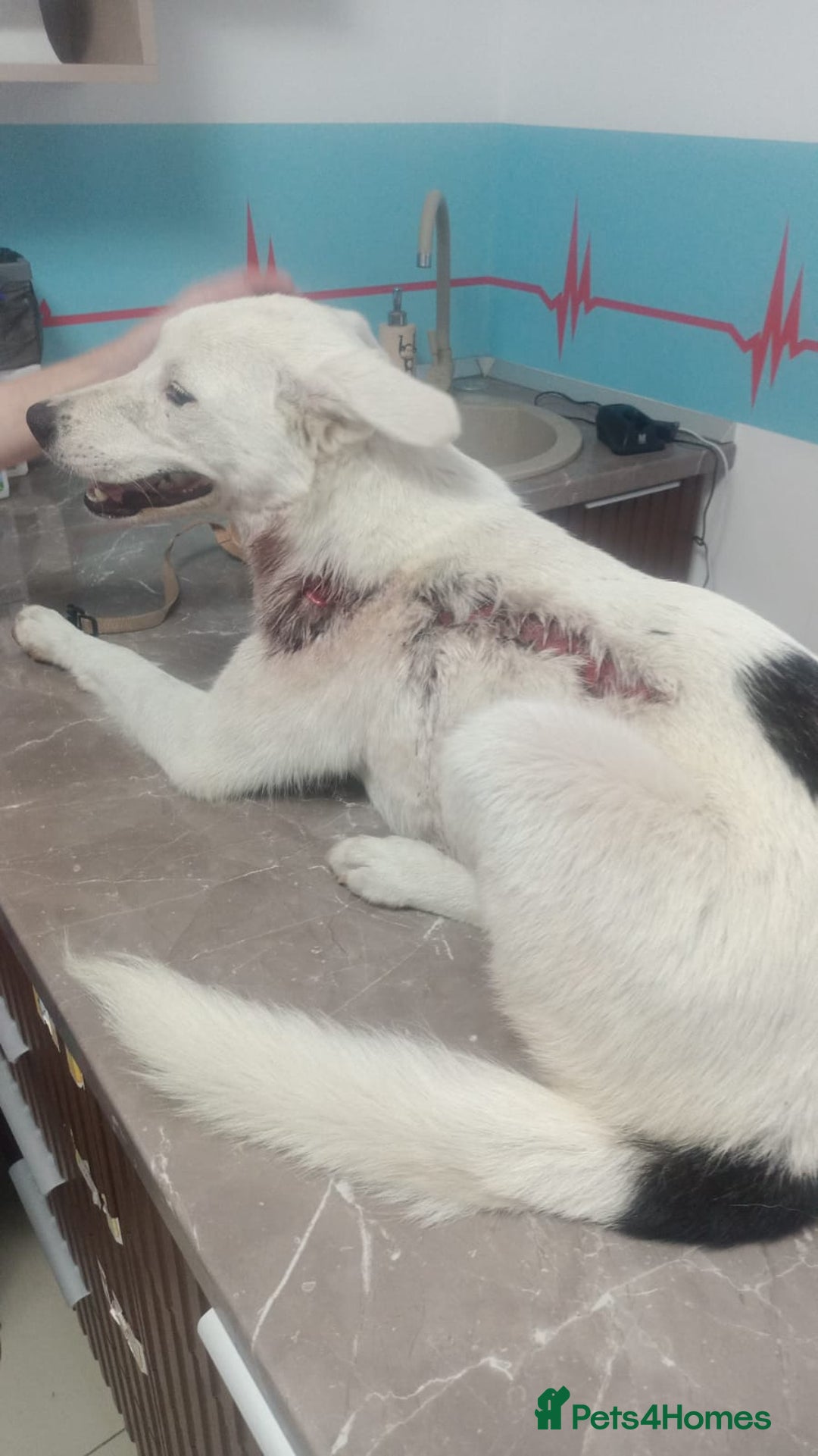 Mixed Breed dogs for adoption: 🌸MEET BIANCA - A Gentle Girl for a Loving Home - Advert 7