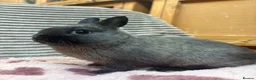 Netherland Dwarf rabbits for sale: Pure bred Netherland Dwarfs (vaccinated) - Advert 2
