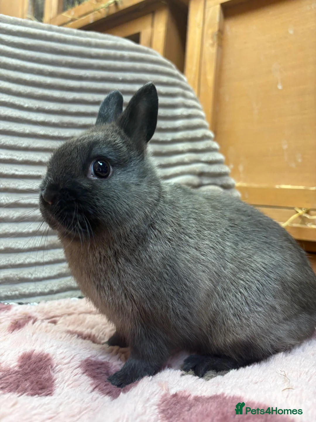 Netherland Dwarf rabbits for sale: Pure bred Netherland Dwarfs (vaccinated) - Advert 2