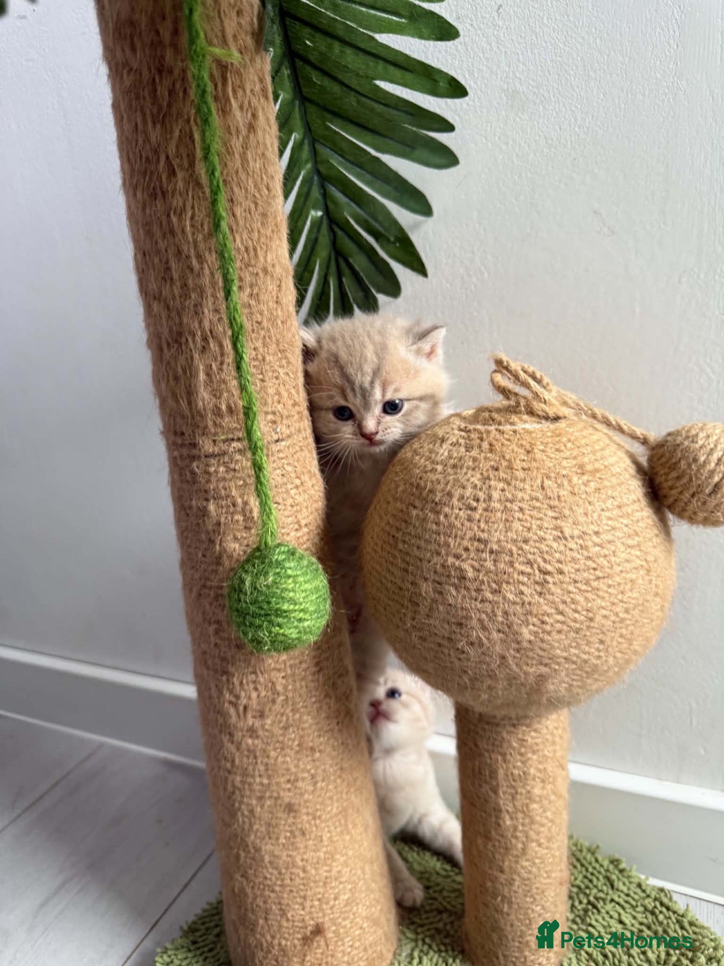 Scottish Fold cats Exceptional litter of Scottish fold/ straight😍😍 - Advert 2