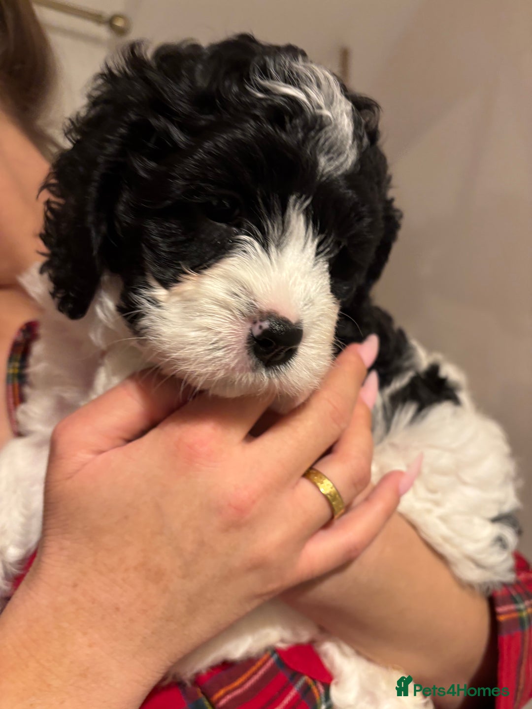 Cavapoo dogs for sale: Cavapoo puppies in Tewkesbury - Image 4