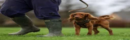 Cockapoo dogs for stud: Male Red Cockapoo Stud in Coventry - Advert 9