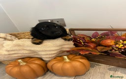 Miniature Dachshund dogs for sale: Beautiful miniature dachshund puppies  - Image 13