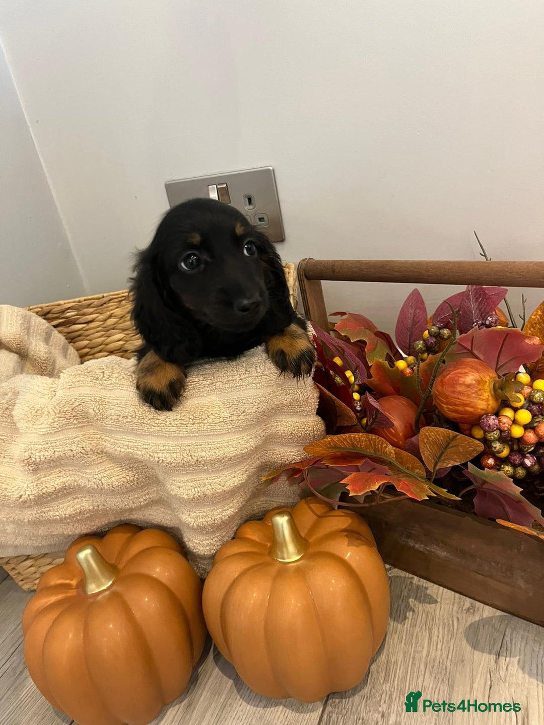 Miniature Dachshund dogs for sale: Beautiful miniature dachshund puppies  - Image 13