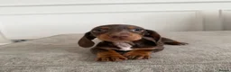 Miniature Dachshund dogs for sale: Short Haired miniature dachshund Puppy’s  - Advert 9