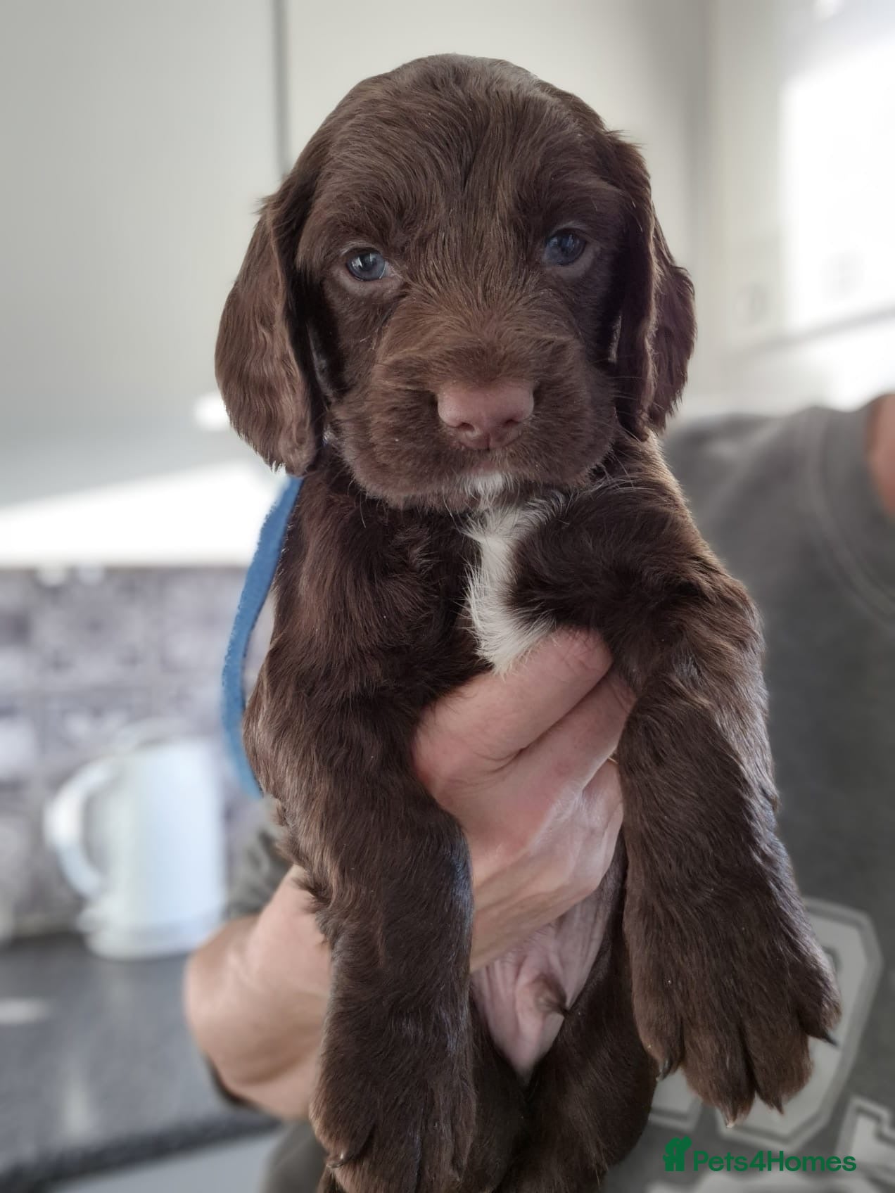 Sprocker dogs Meet your new sprocker puppy. Ready 29/03/26. - Advert 5