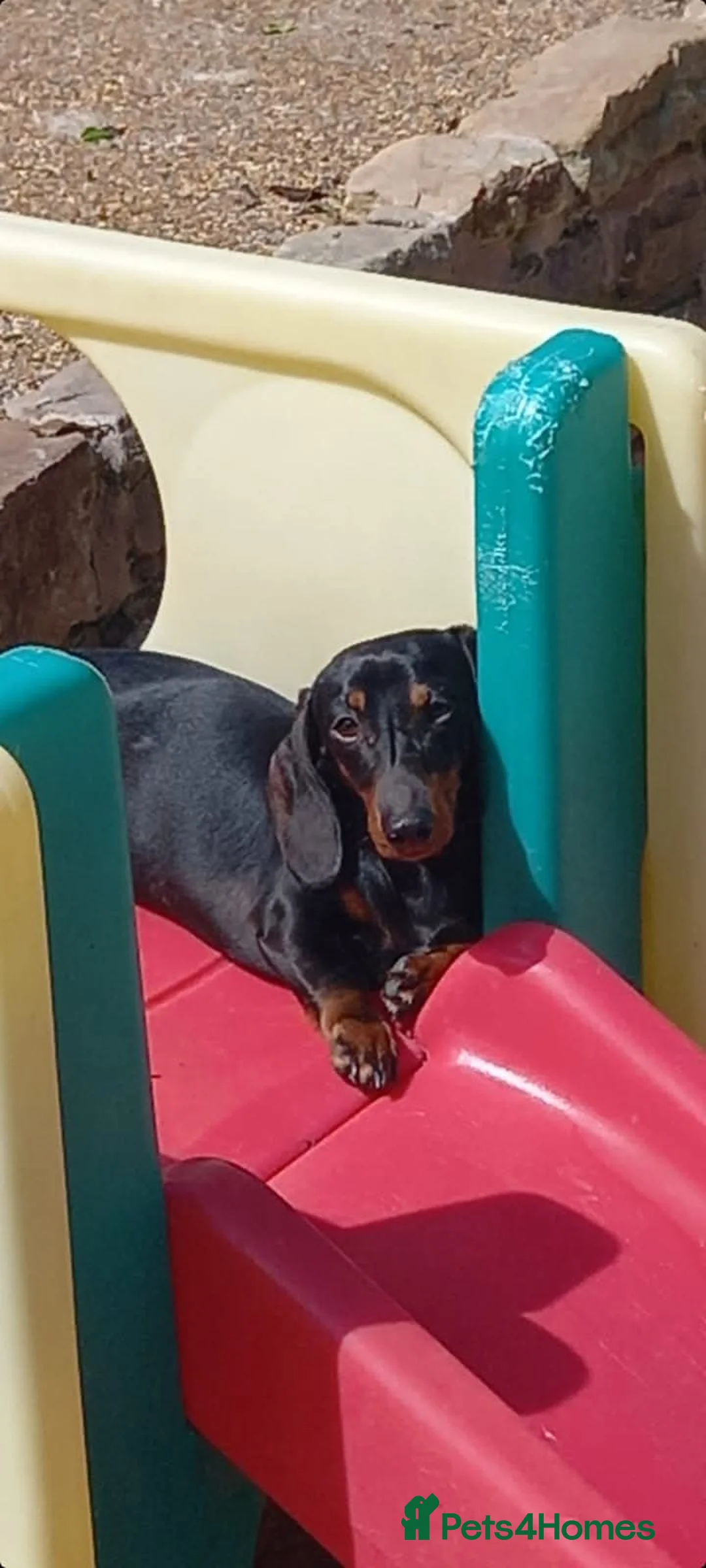 Miniature Dachshund dogs for stud: Leprimas Delboy - Advert 6