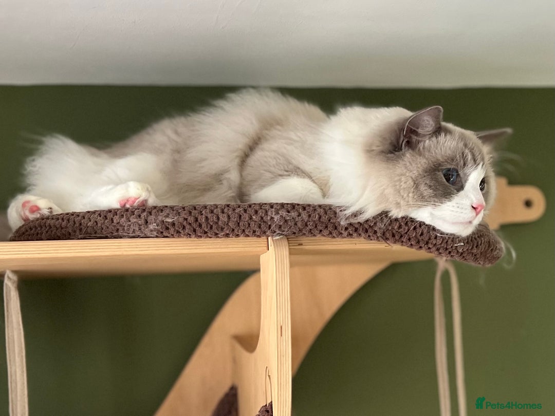 Ragdoll cats for sale: Amazing big ragdoll boy.  - Advert 4