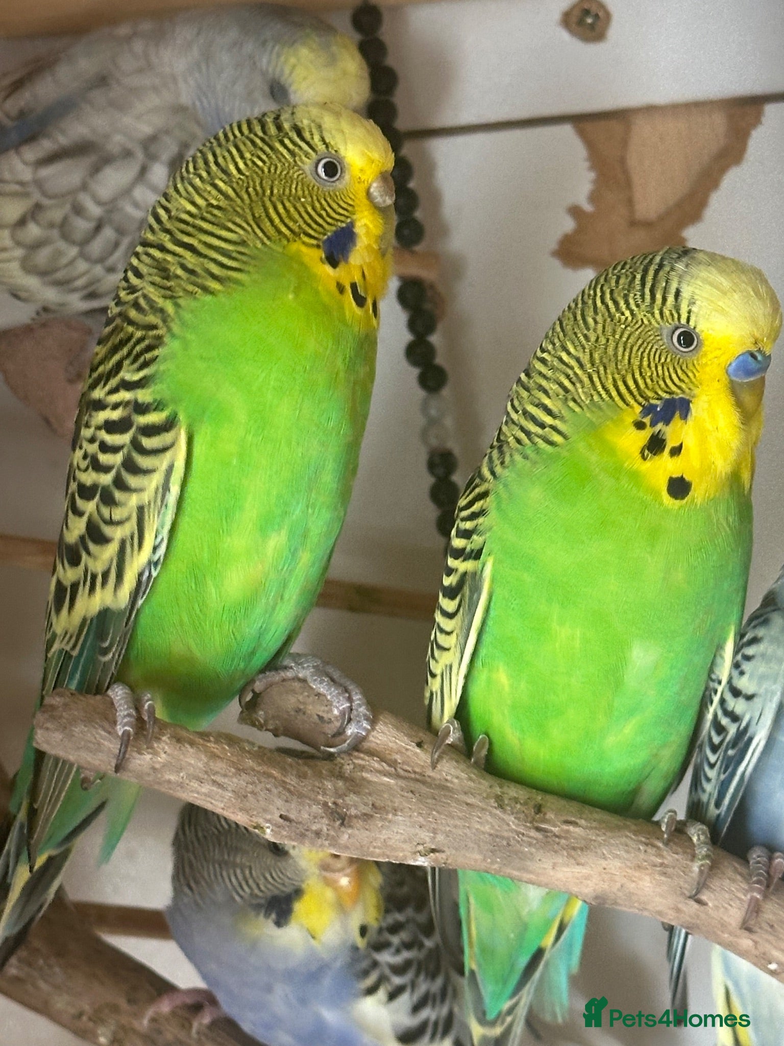 Budgerigars birds Lovely bonded pair in Dagenham  - Advert 2