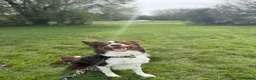 Border Collie dogs for stud: Border Collie Stud - Advert 4