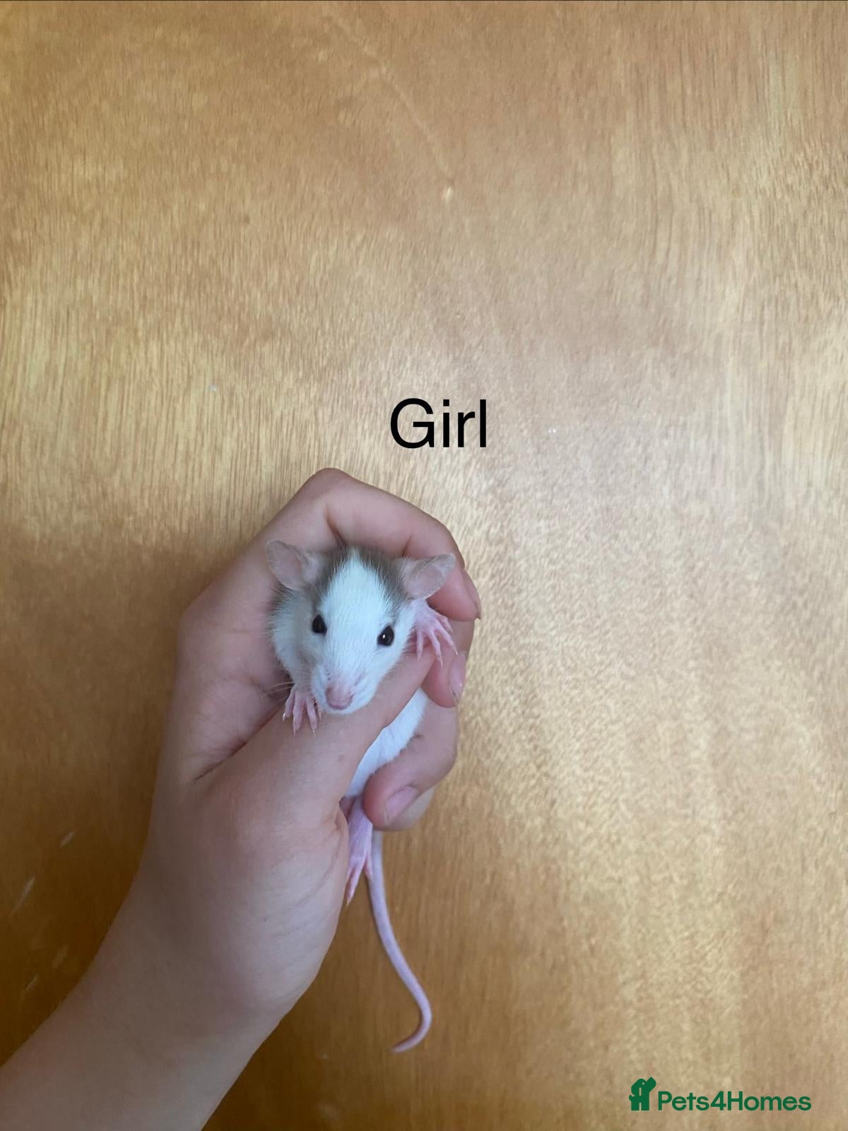 Rat rodents for sale: Mixed sexed baby rats in Chelmsford - Advert 23