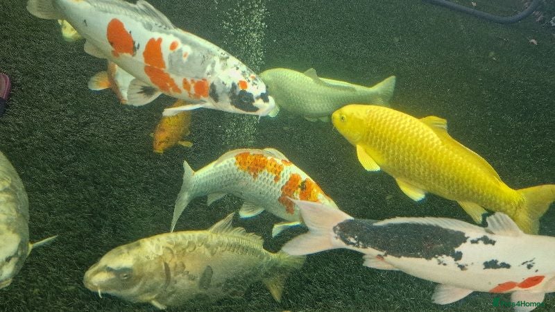 Koi Carp fish Large Koi Carp for Sale – Approx. 20"  - Advert 1