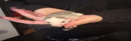 Rat rodents for sale: Adorable Dumbo baby rats  - Advert 4