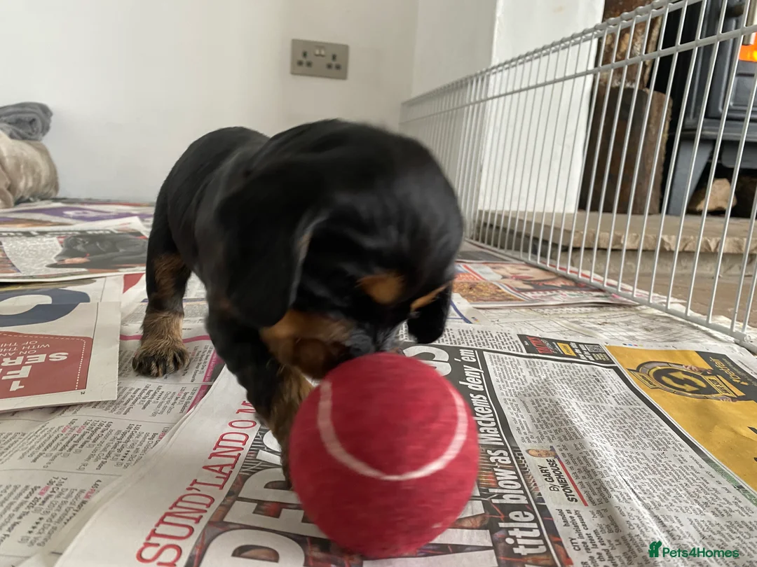 Cocker Spaniel dogs for sale: Cocker Spaniel Show Type Puppies in Honiton - Advert 3