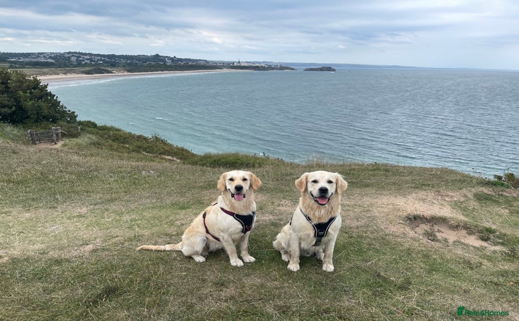 Golden Retriever dogs - Advert 2