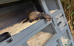 Ferret rodents for sale: Hob ferret - Image 2