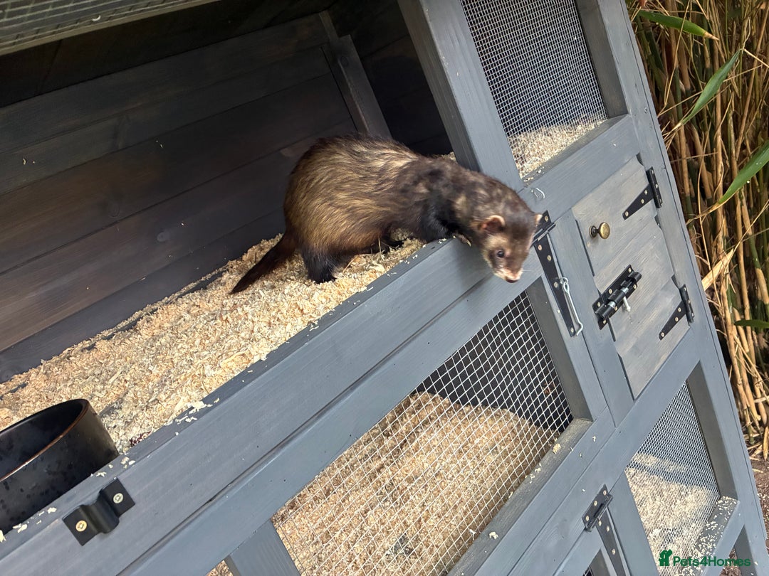 Ferret rodents for sale: Hob ferret - Image 2